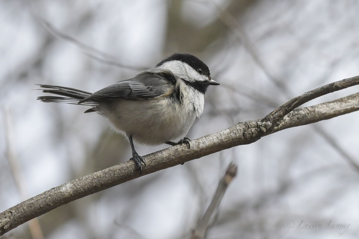 Black-capped Chickadee - ML245556231