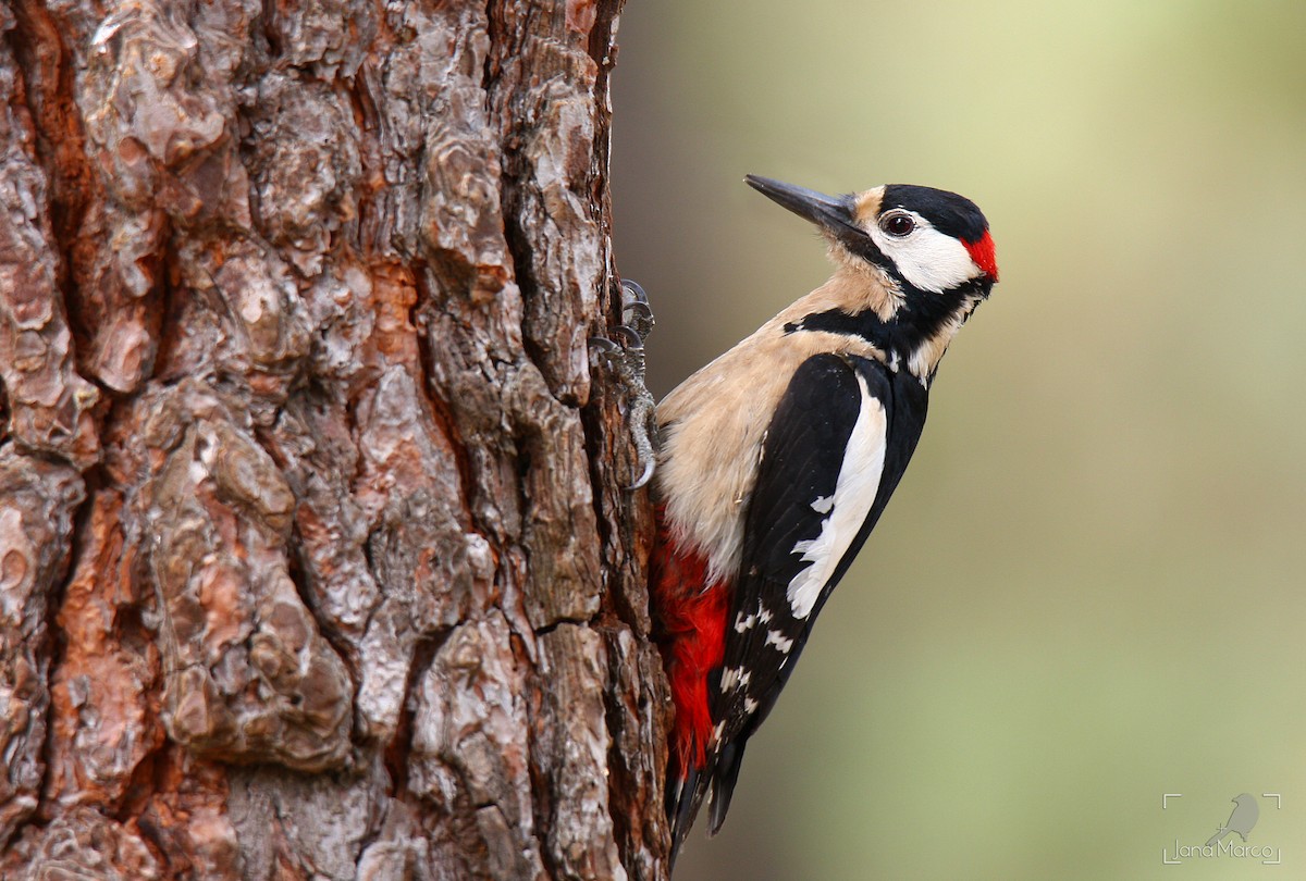 Great Spotted Woodpecker (Canarian) - ML245556601