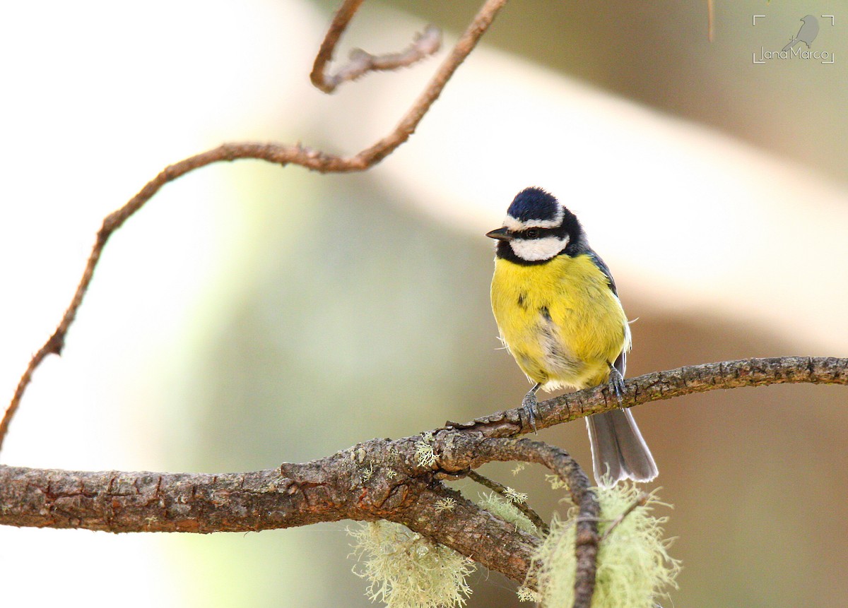 African Blue Tit - ML245556611