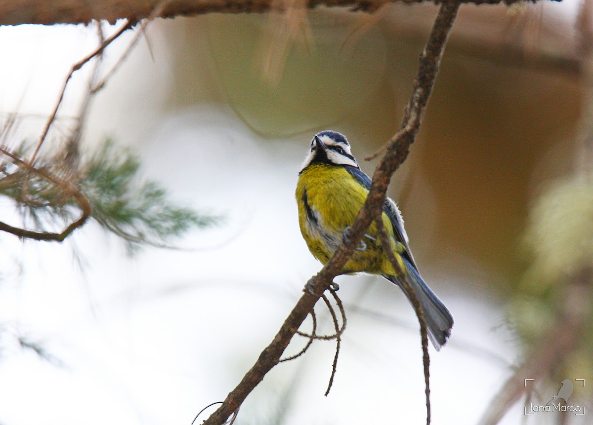 African Blue Tit - ML245556621