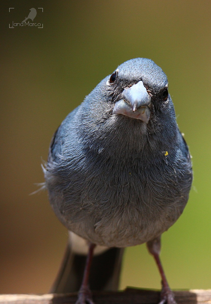 Tenerife Blue Chaffinch - ML245556661