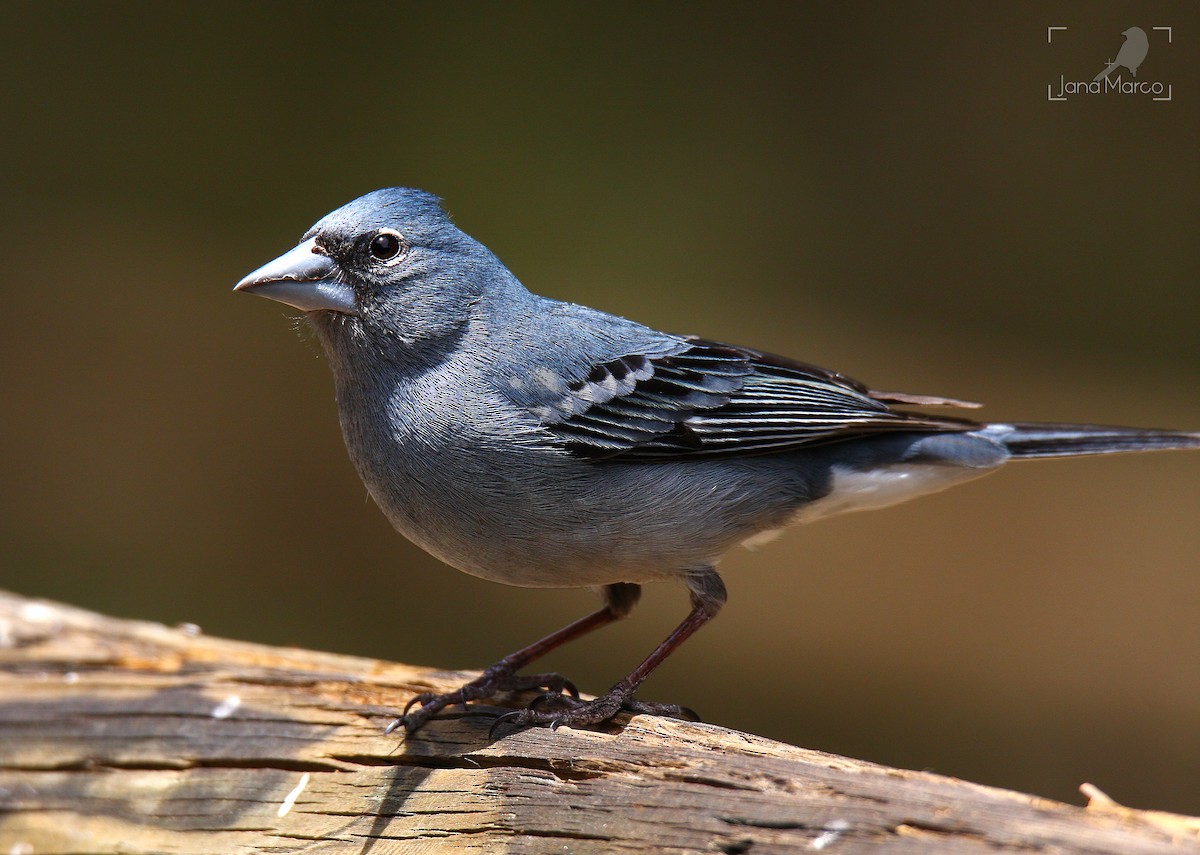 Tenerife Blue Chaffinch - ML245556671