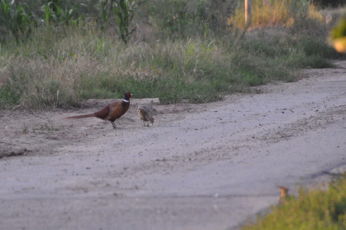 Зэрлэг гургуул - ML245556981