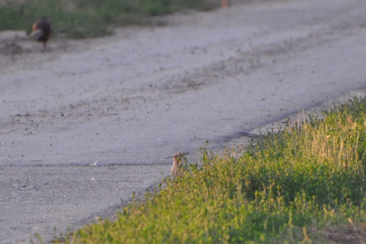 Common Hoopoe - ML245556991