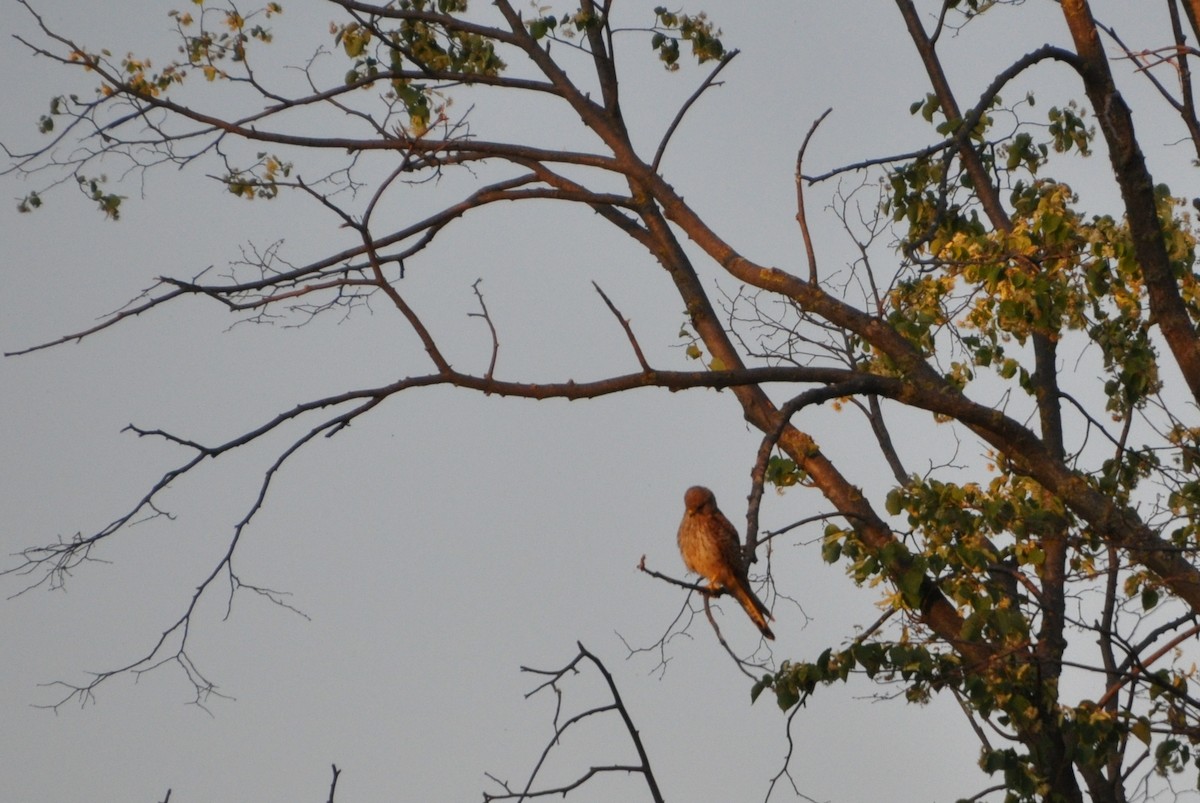 Начин шонхор - ML245557011