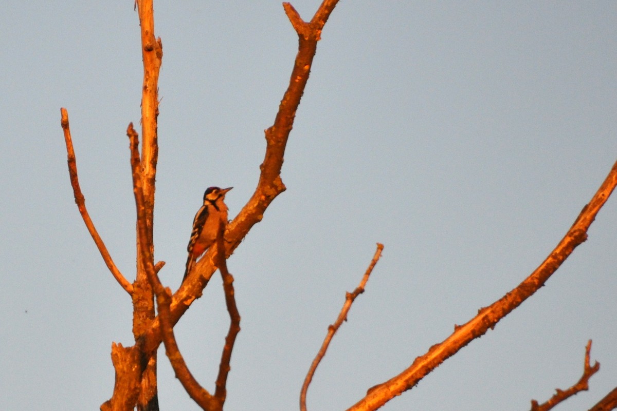 Алаг тоншуул - ML245557051