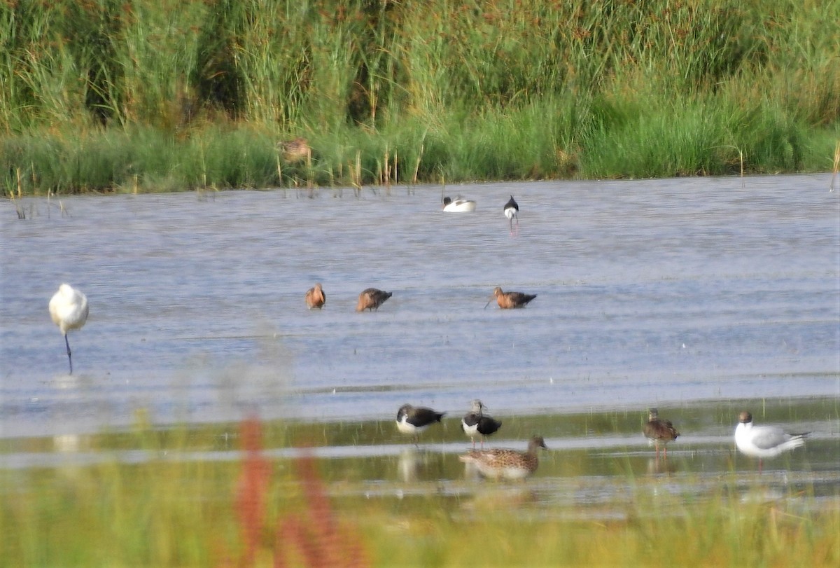 Black-tailed Godwit - ML245557771