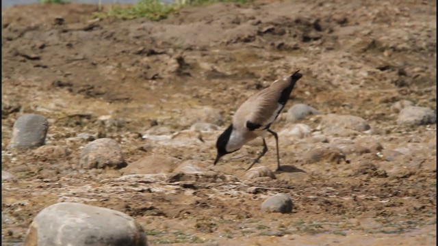 River Lapwing - ML245562671