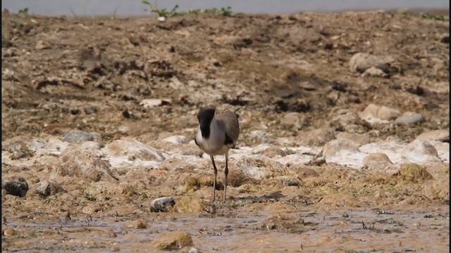 River Lapwing - ML245563181