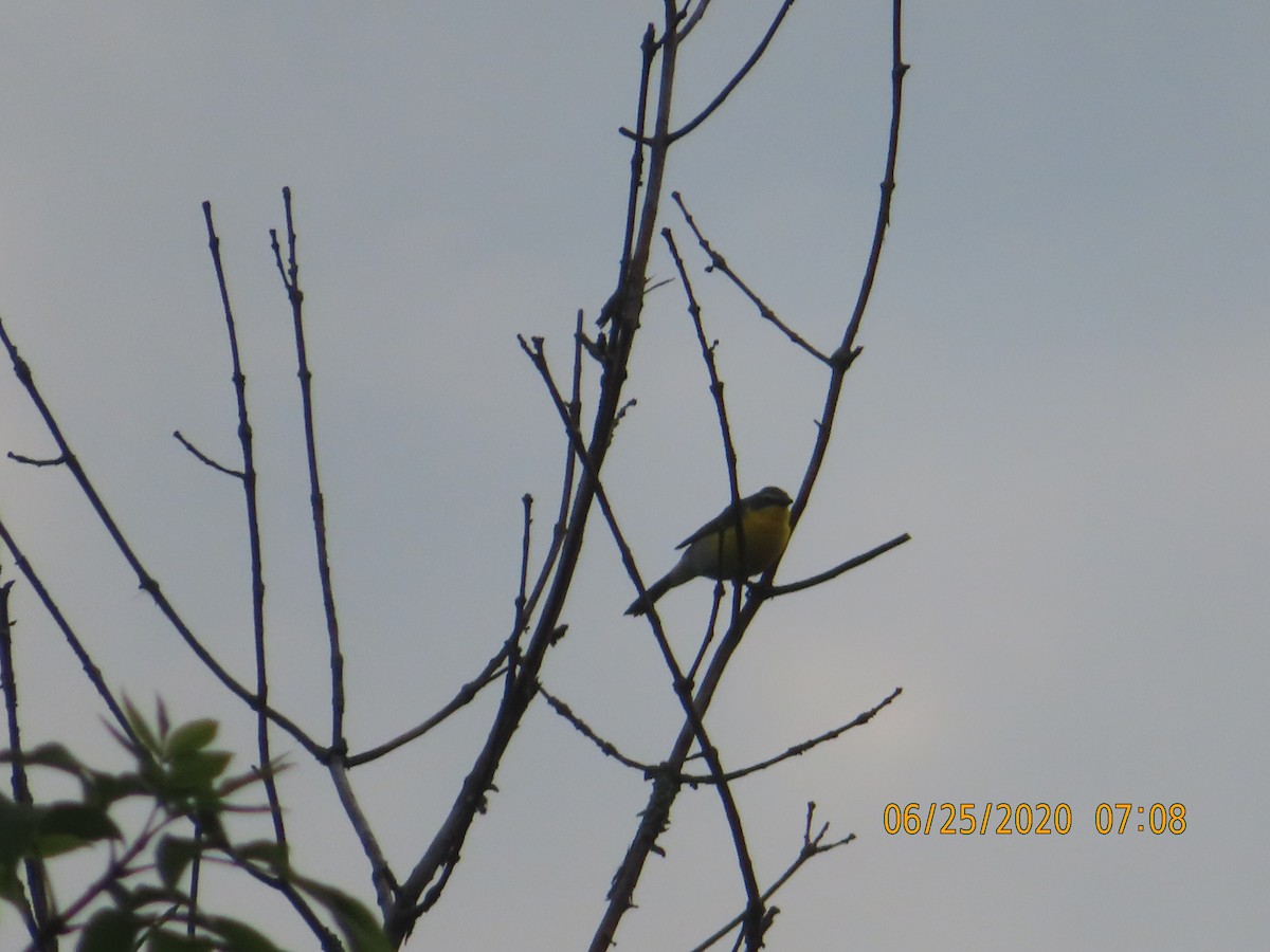 Yellow-breasted Chat - P.W. Boyd