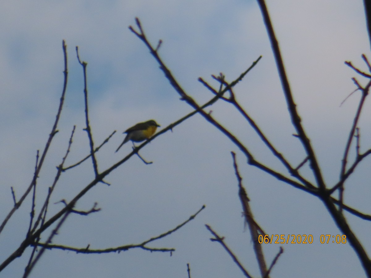 Yellow-breasted Chat - P.W. Boyd