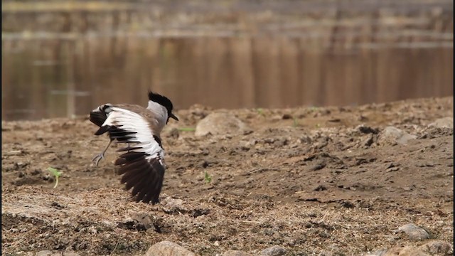 River Lapwing - ML245564451