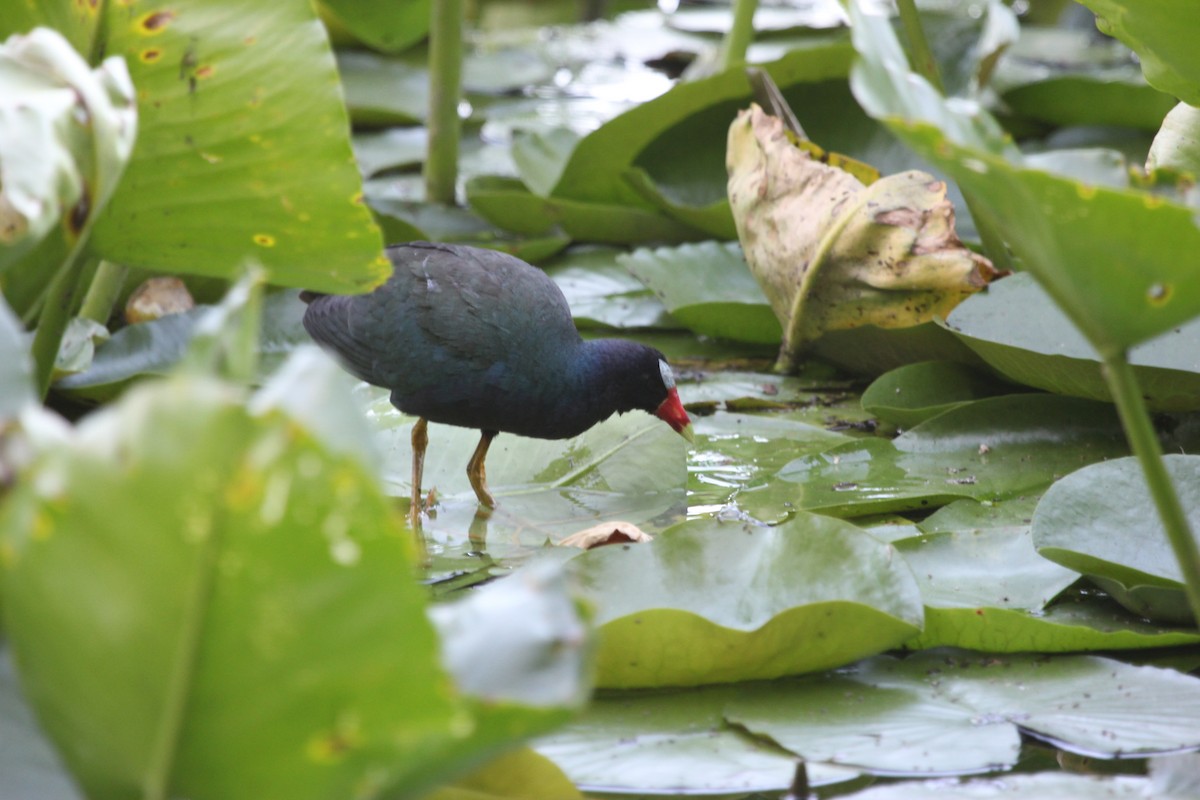 Purple Gallinule - ML245564721