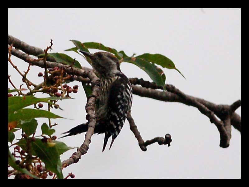 Brown-fronted Woodpecker - ML245565341