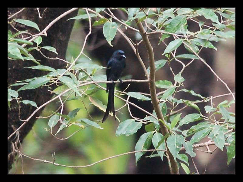 Ashy Drongo - ML245565391