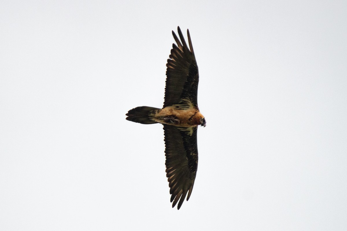 Bearded Vulture - ML245565401