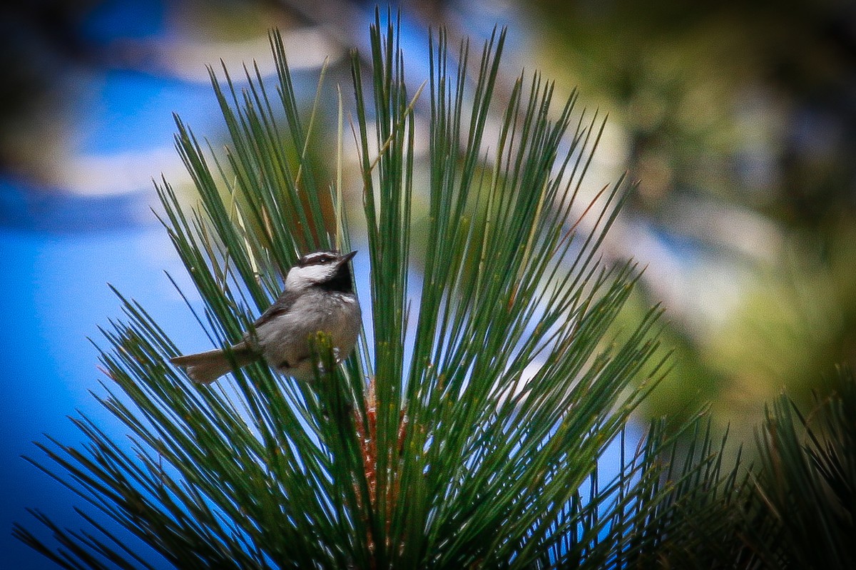 Mountain Chickadee - ML245566881