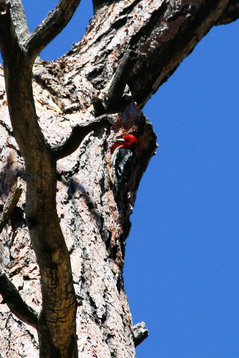 Red-breasted Sapsucker - ML245566901