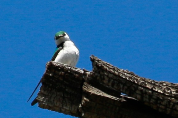 Violet-green Swallow - ML245566991