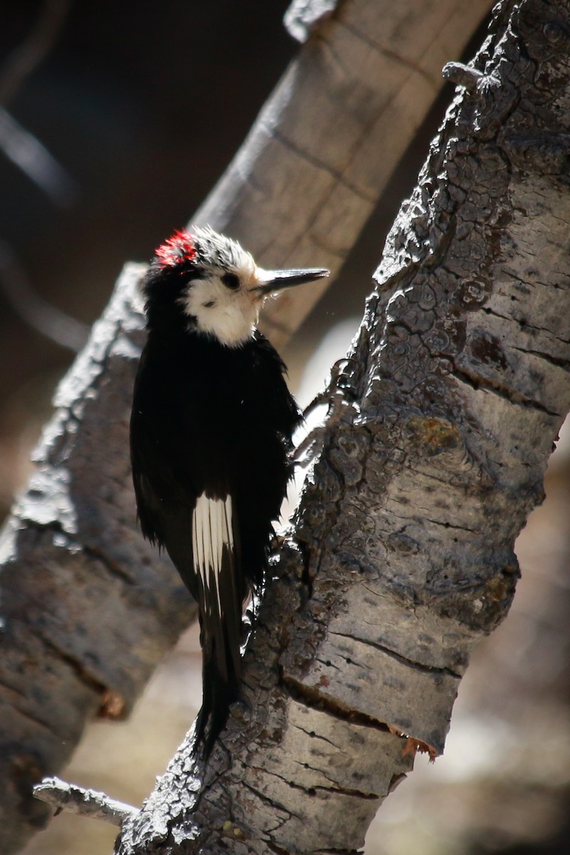 White-headed Woodpecker - ML245567041