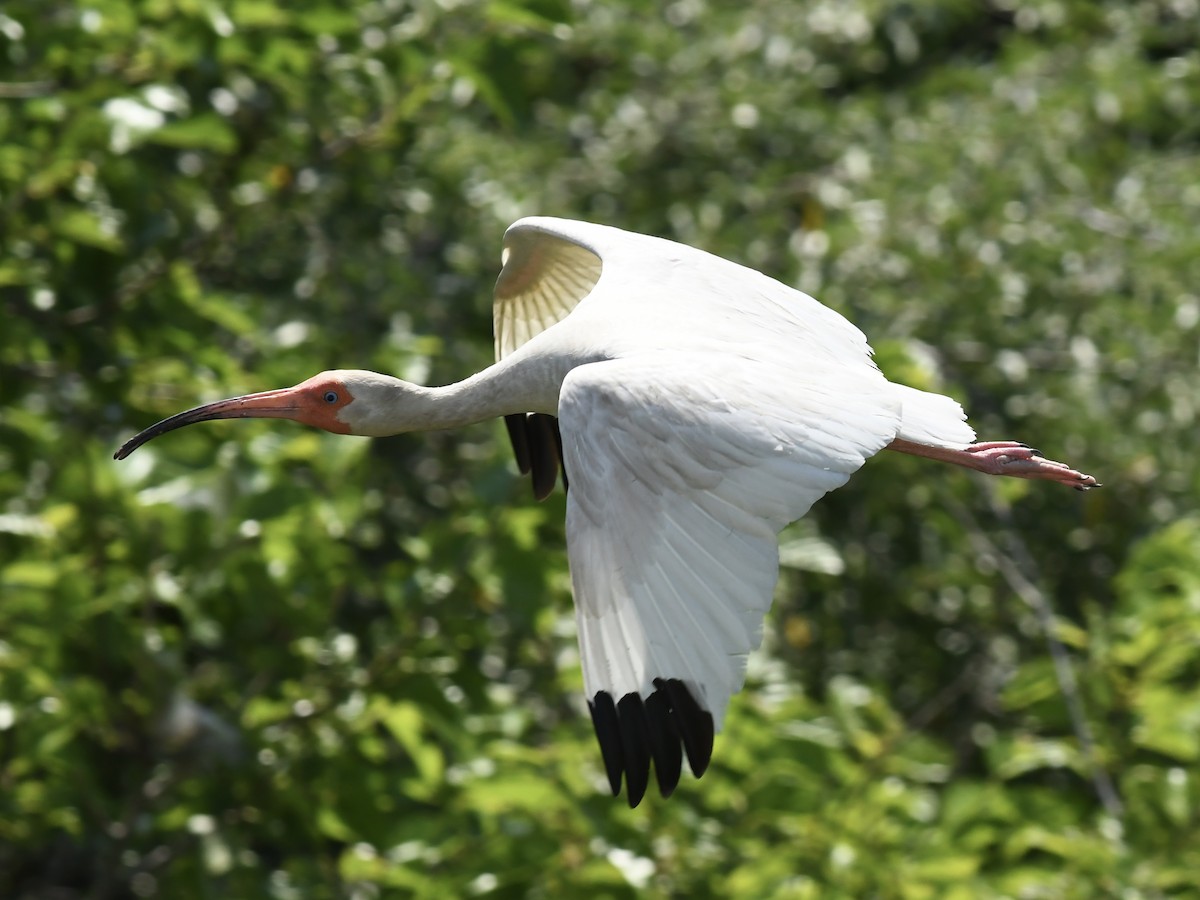 White Ibis - Patrick Taylor