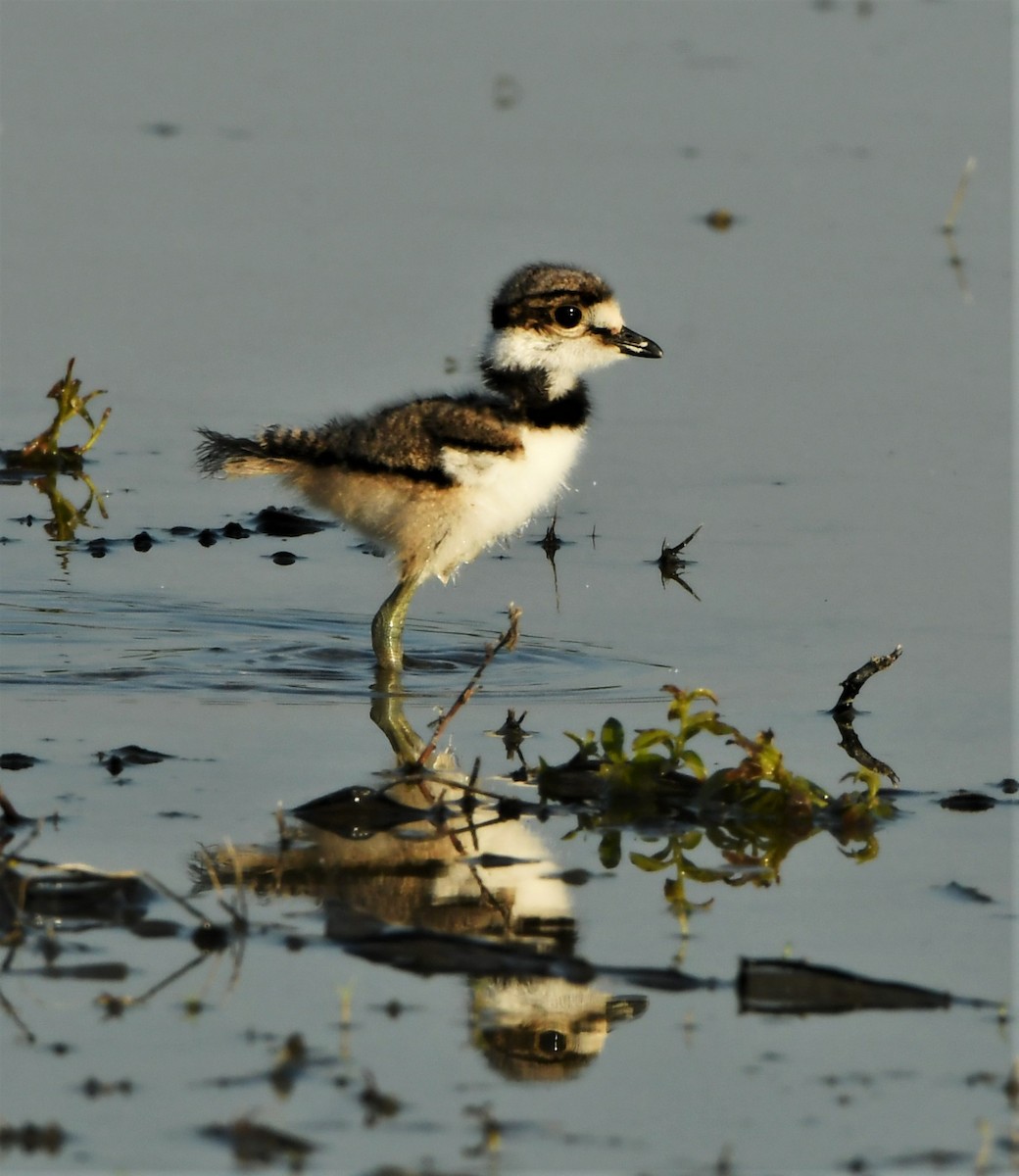 Killdeer - ML245569141