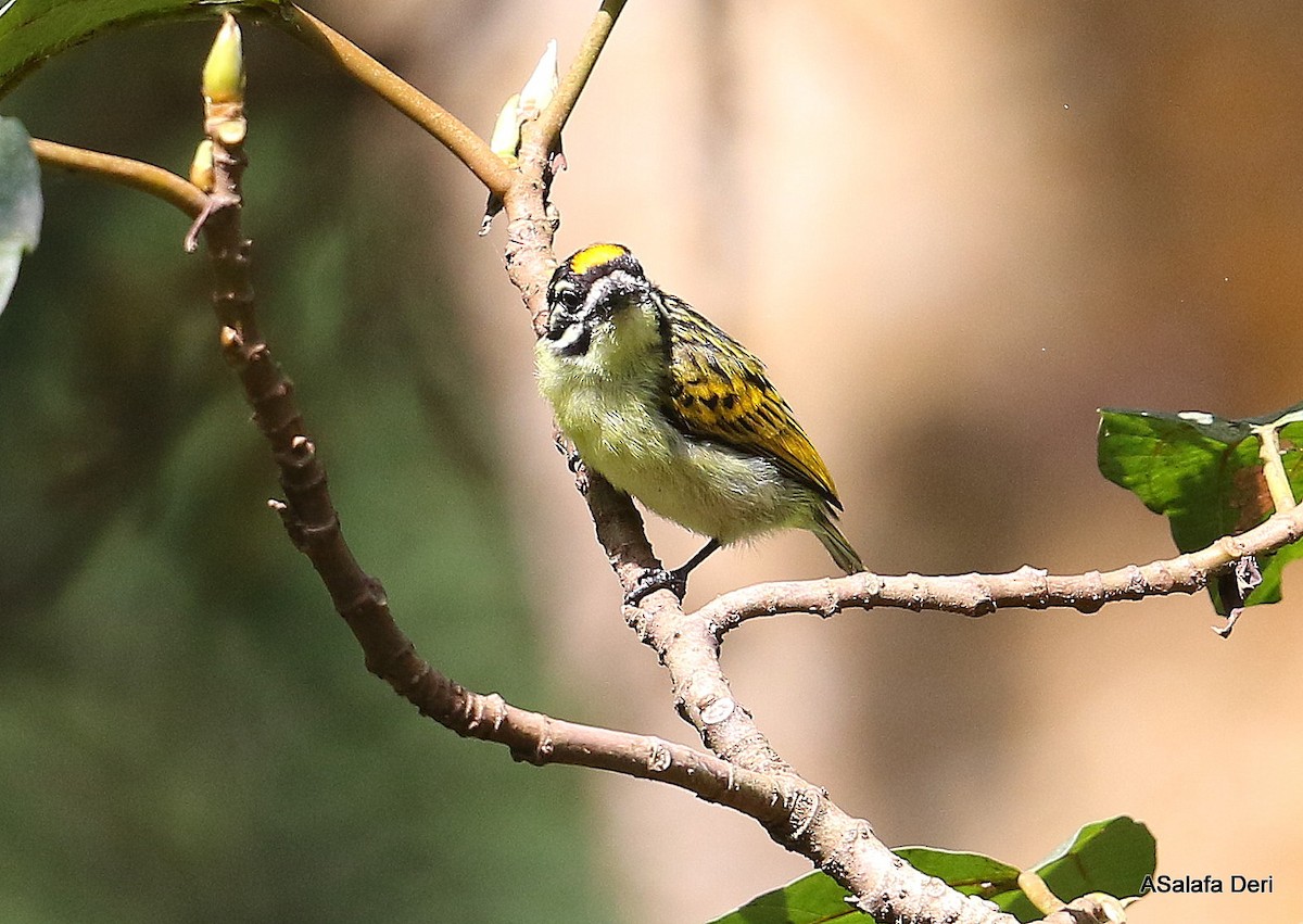 Yellow-fronted Tinkerbird - Fanis Theofanopoulos (ASalafa Deri)