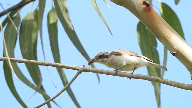 Common Woodshrike - ML245570651