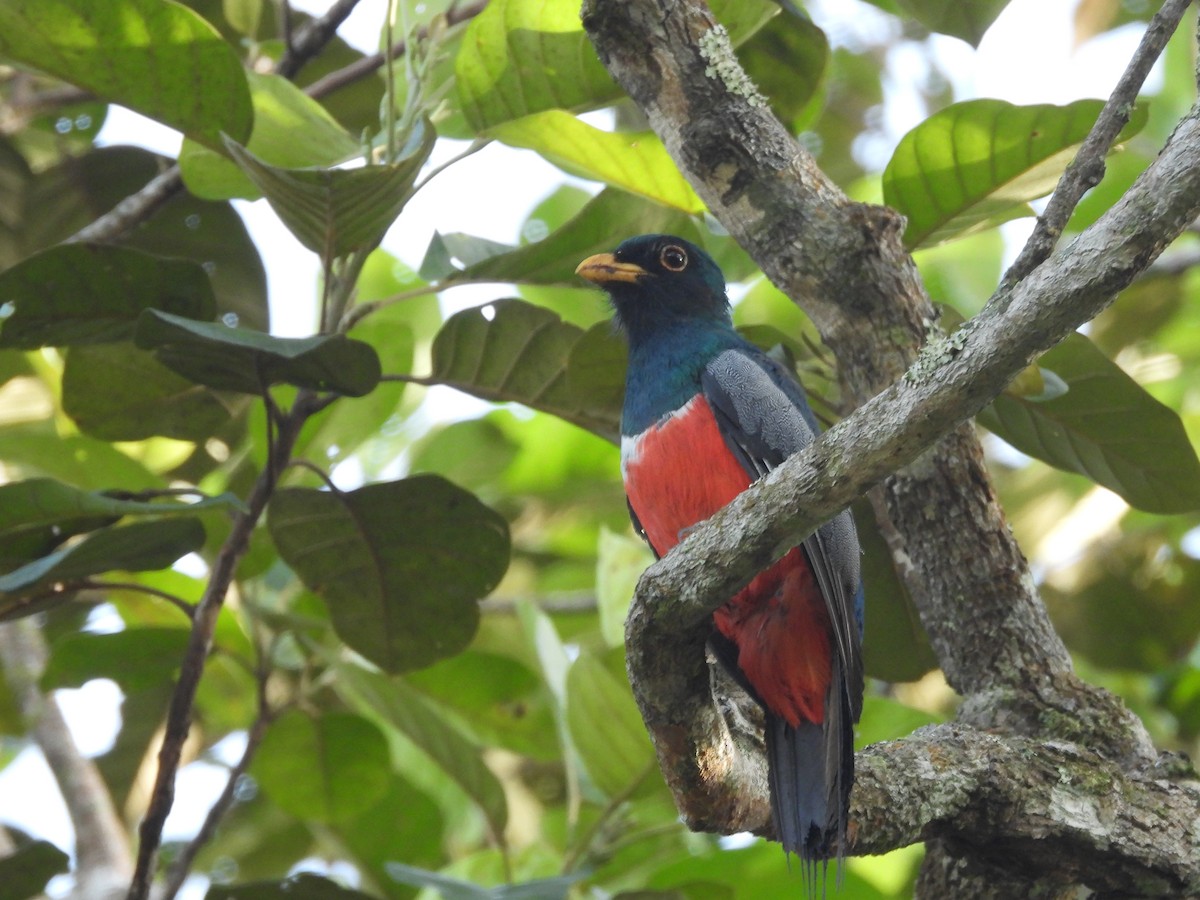 Blue-crowned Trogon - Javier Francisco  Parra