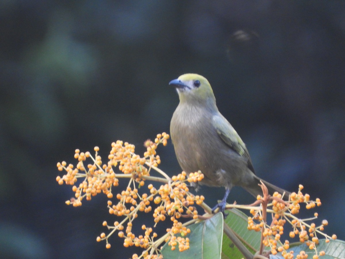 Palm Tanager - Javier Francisco  Parra