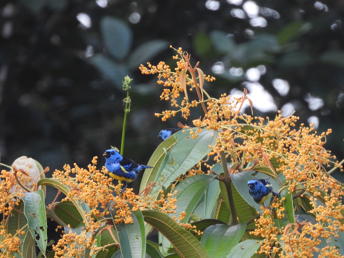 Turquoise Tanager - Javier Francisco  Parra