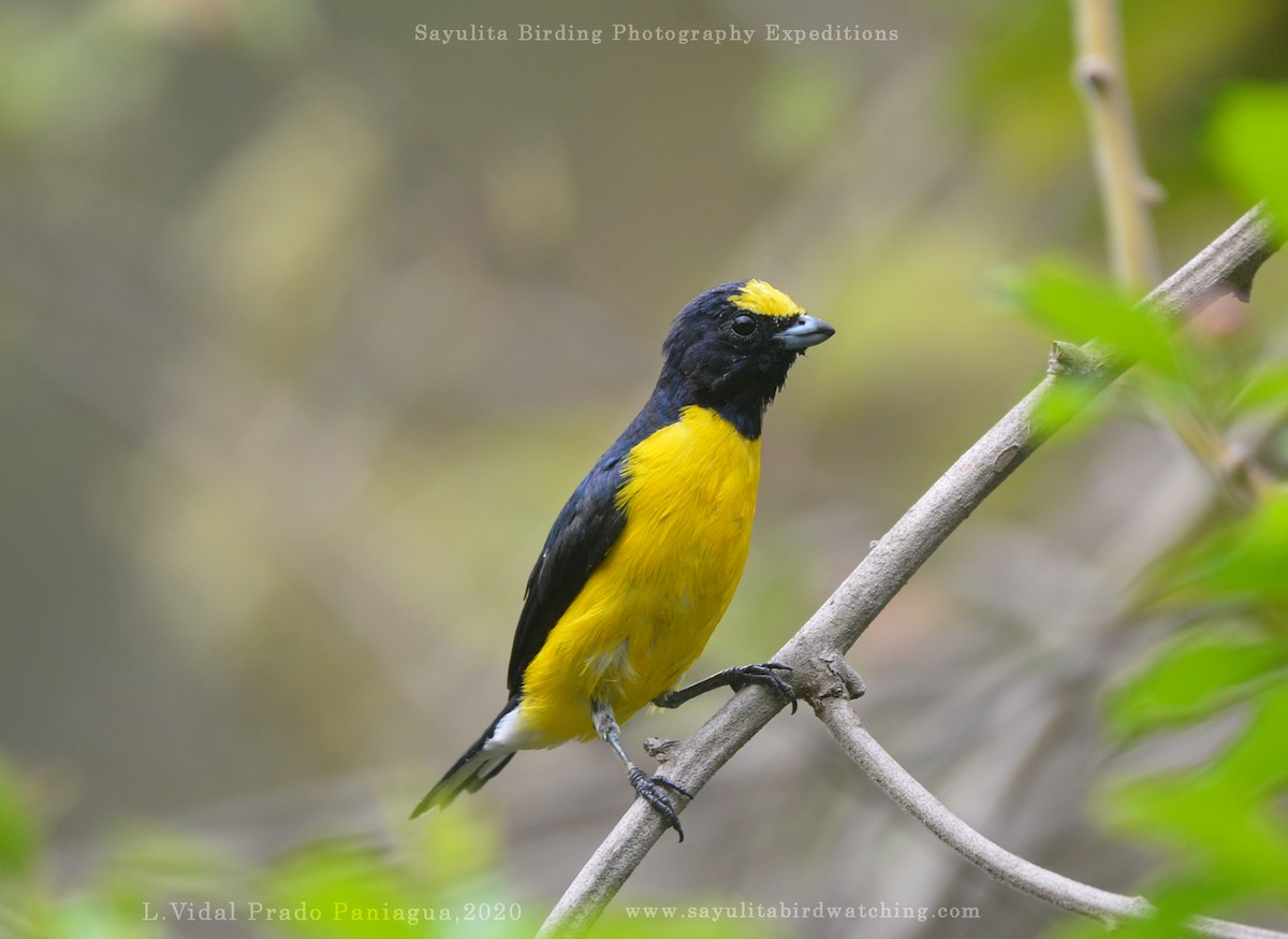West Mexican Euphonia - L.Vidal Prado Paniagua