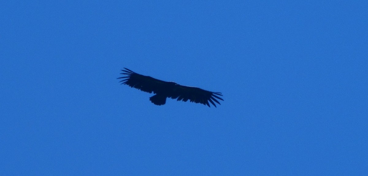 Cinereous Vulture - ML245574361