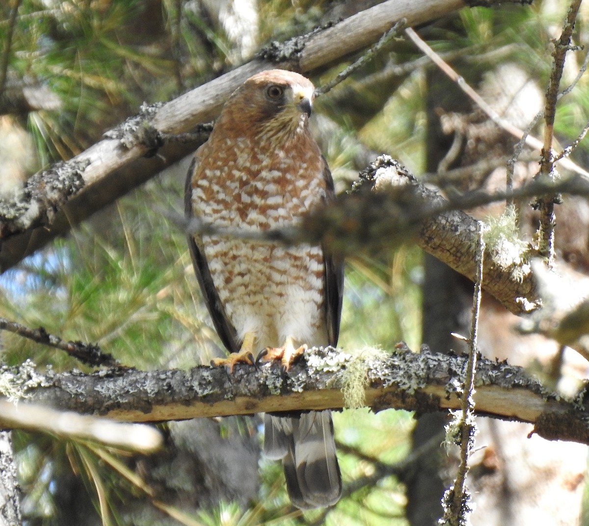 Broad-winged Hawk - ML245575801