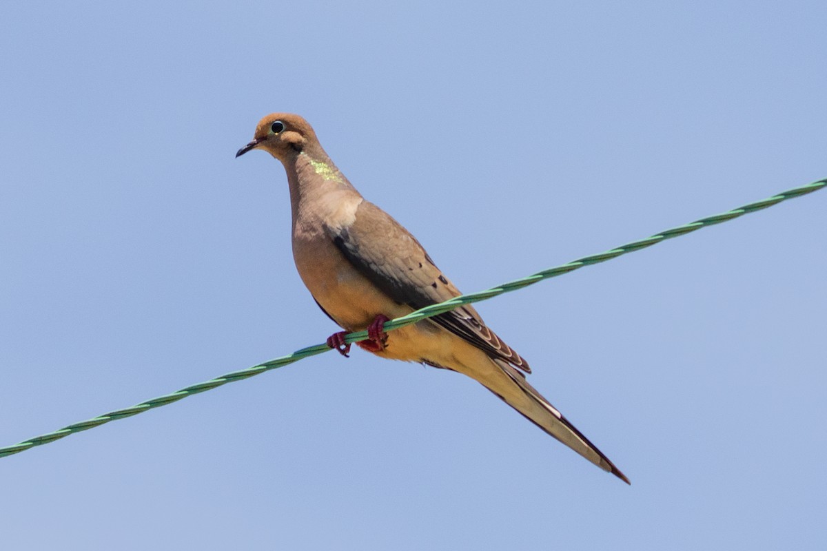 Mourning Dove - ML245578331