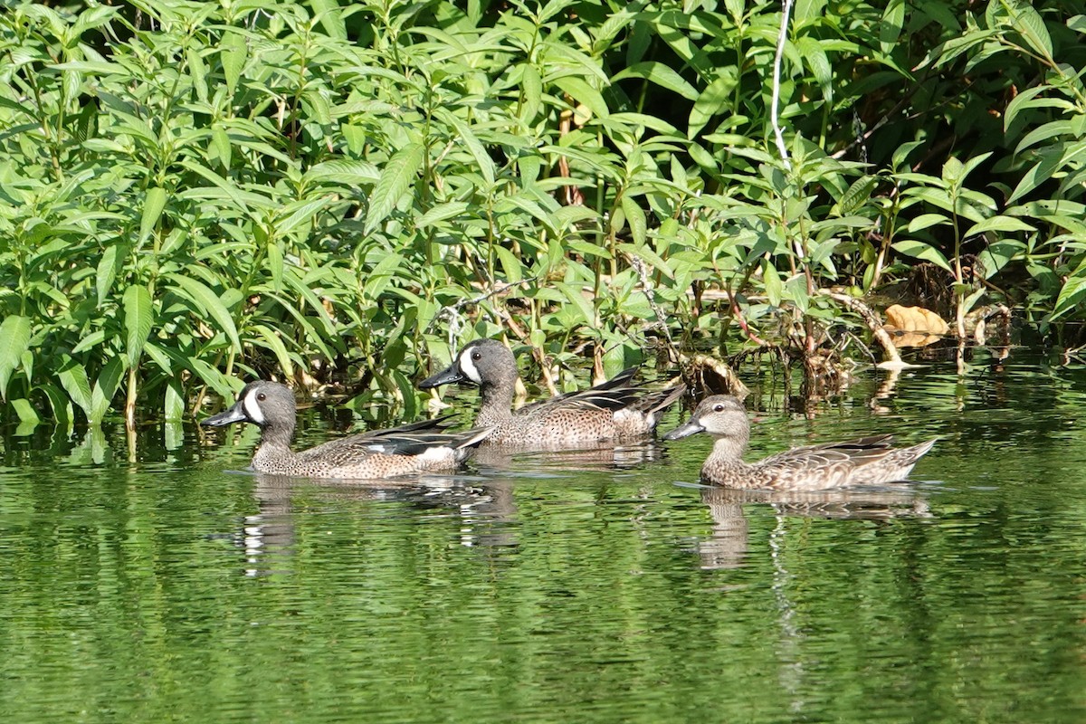 Blue-winged Teal - ML245579481