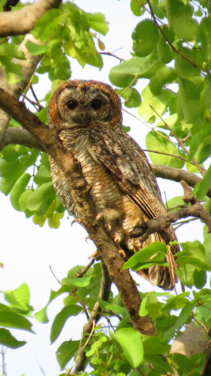 Mottled Wood-Owl - Dharmendra Pare