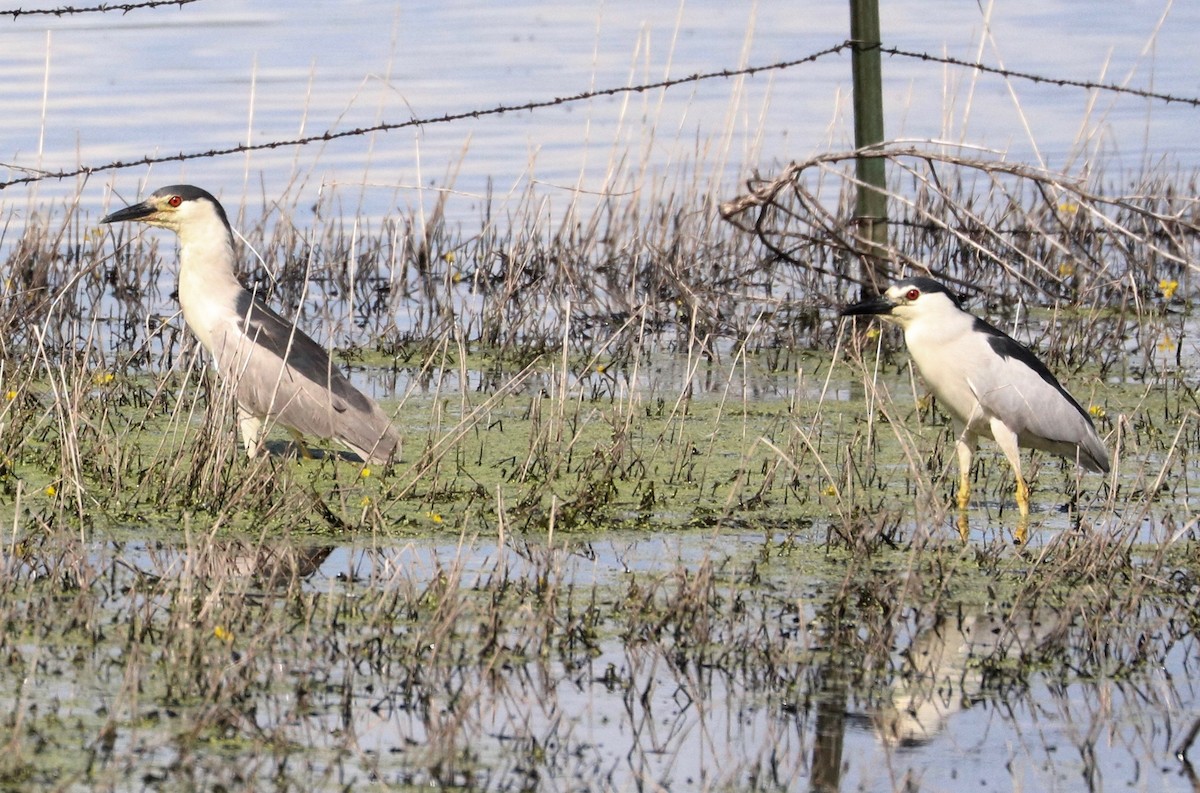 Black-crowned Night Heron - ML245587051