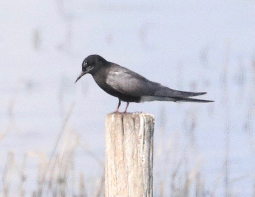 Black Tern - ML245587141