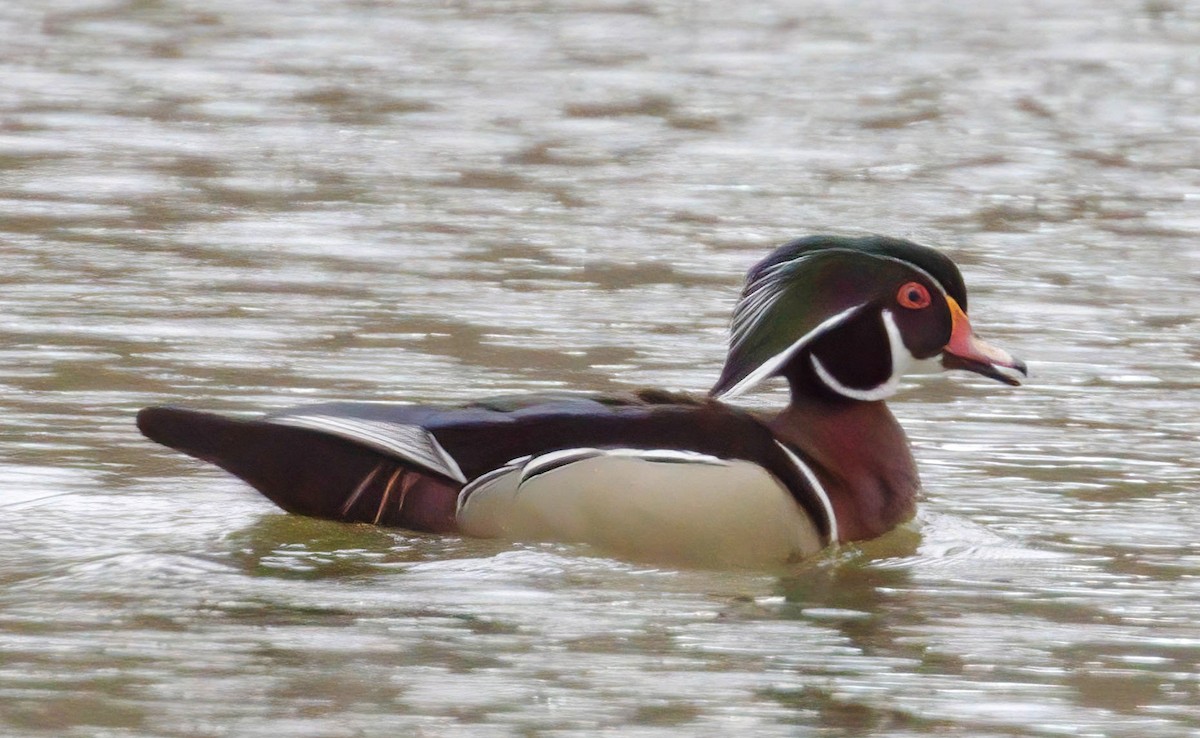 Wood Duck - ML245587901