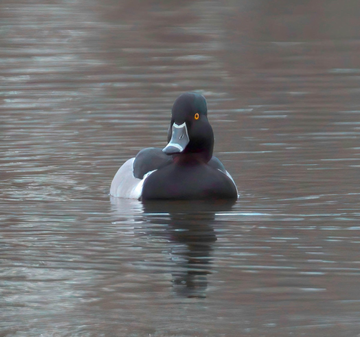 Ring-necked Duck - ML245587961