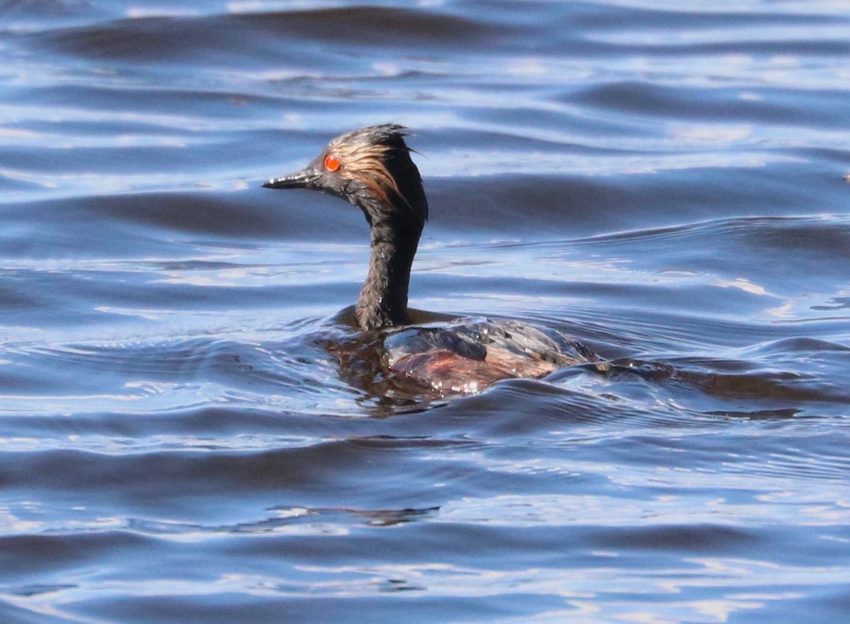 Eared Grebe - ML245589961