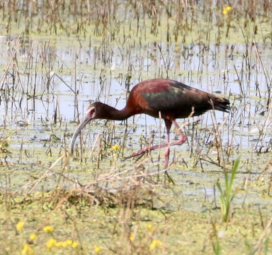 ibis americký - ML245590661