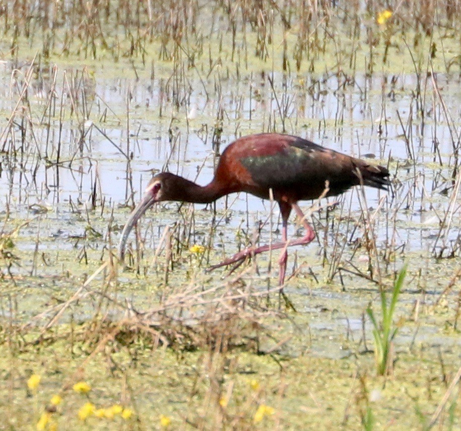 Ibis à face blanche - ML245590661