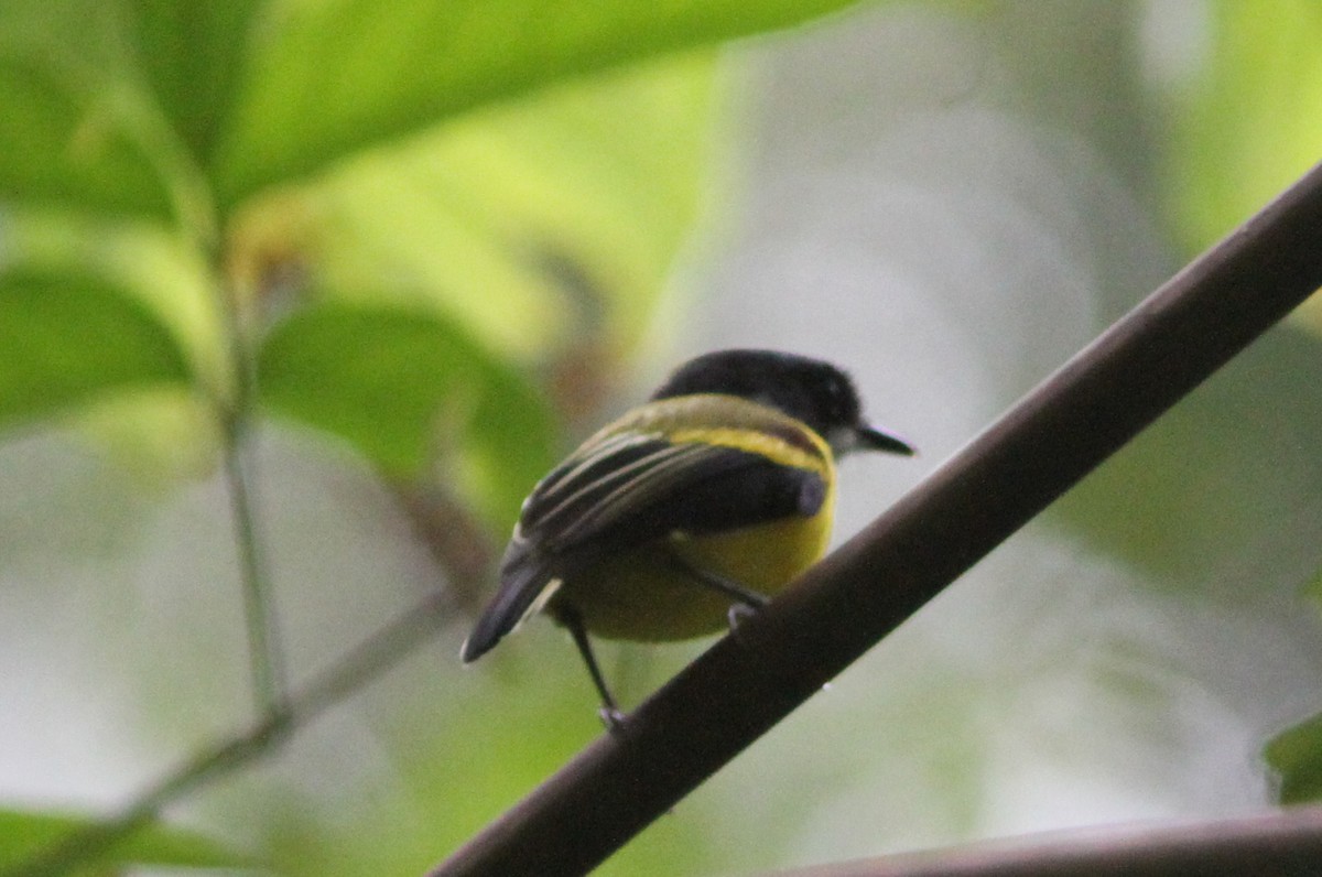 Golden-winged Tody-Flycatcher - ML24559231