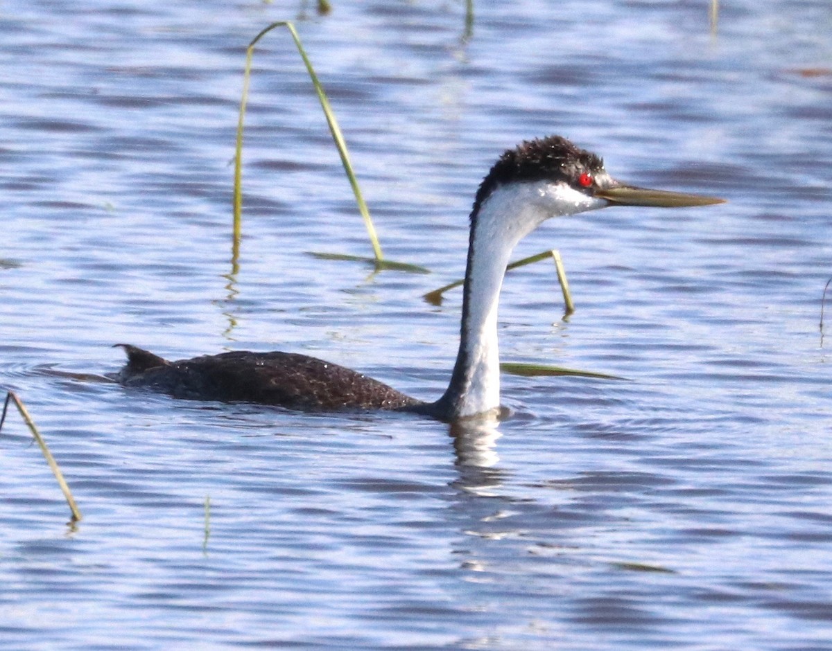 Western Grebe - ML245592531