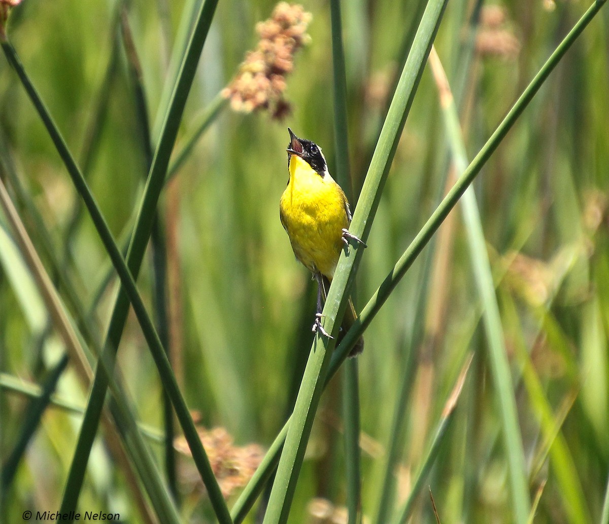 Common Yellowthroat - ML245593541