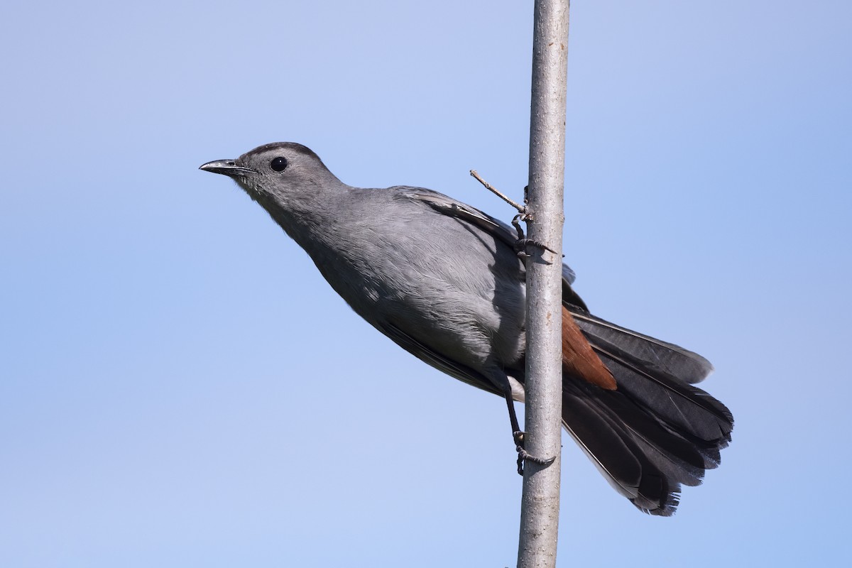 Gray Catbird - Peter Hawrylyshyn