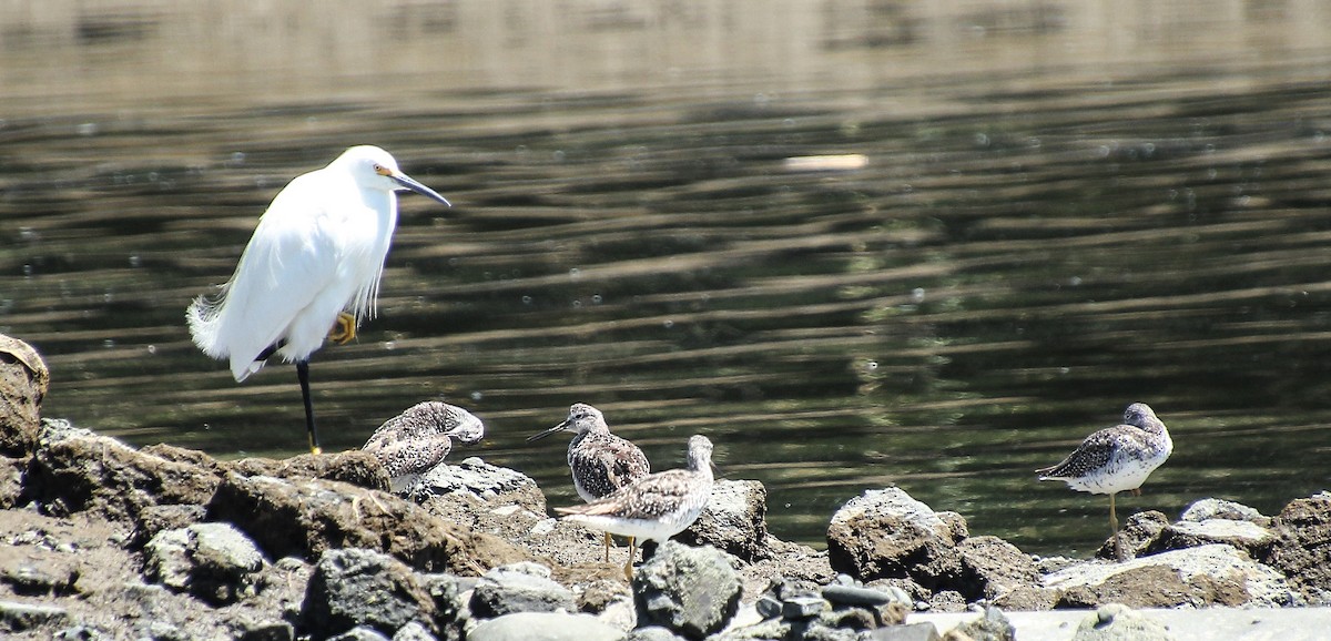 Greater Yellowlegs - ML245593871