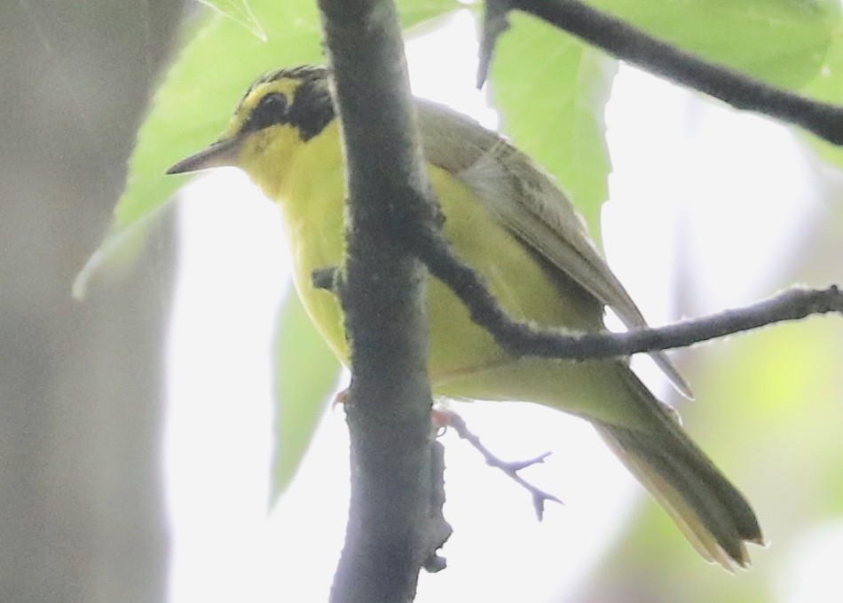 Kentucky Warbler - Judy Grant